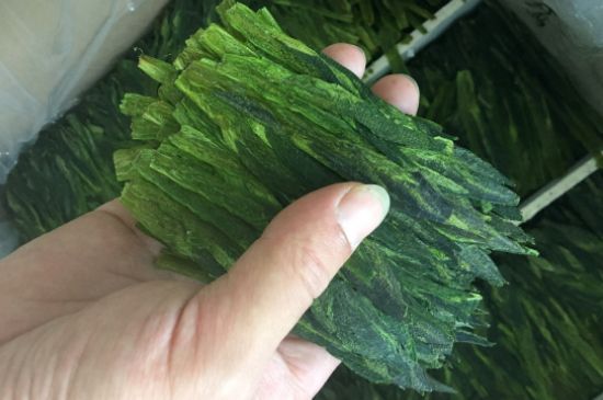 什么綠茶味道濃香，那個綠茶比較濃香？