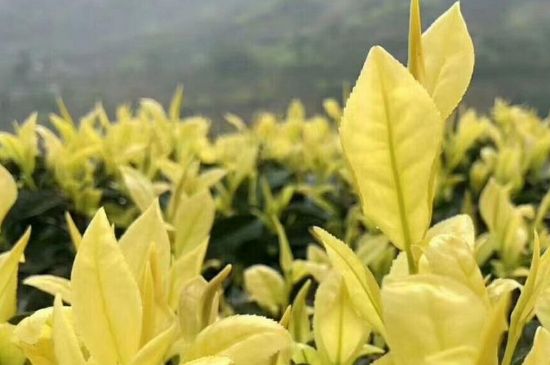 茶中奇葩黃金芽，安吉白茶中黃金芽的特點(diǎn)