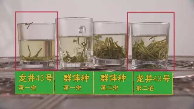 烏牛早和龍井的區(qū)別圖片，龍井43號(hào)和烏牛早茶的對(duì)比