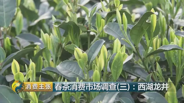 龍井群體種和43號的區(qū)別圖片，龍井43和群體種哪個好喝？