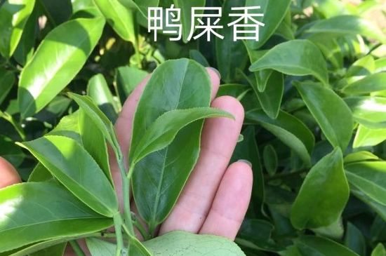 鴨屎香和大烏葉是同一種茶葉嗎，單叢大烏葉和鴨屎香有什么區(qū)別？