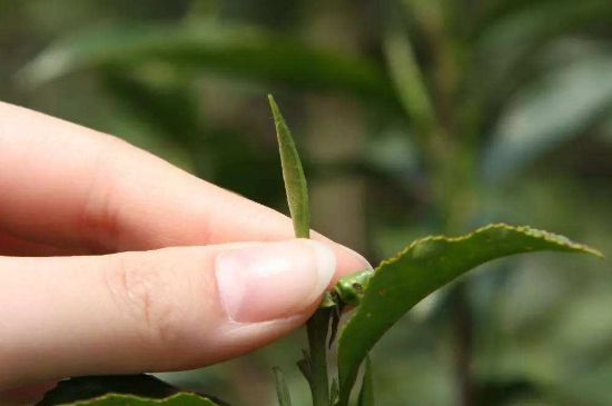 哪種金駿眉好，什么樣的金駿眉比較好