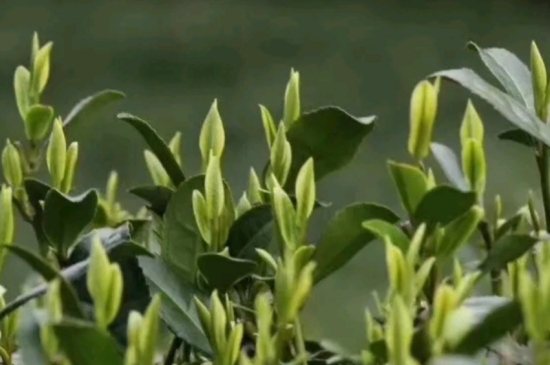 什么是雪前龍井茶，明前、雨前、雨后龍井有什么區(qū)別？