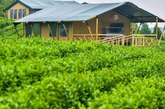 金壇雀舌算不算好茶，金壇雀舌屬于什么檔次茶葉？