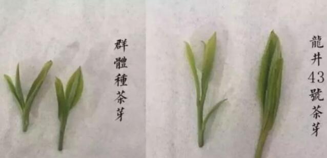 43號(hào)龍井屬于好茶嗎，龍井茶43號(hào)是什么意思？