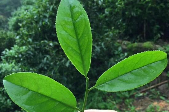 鋸朵仔跟鴨屎香哪個(gè)貴，鋸朵子和鴨屎香哪個(gè)好喝？