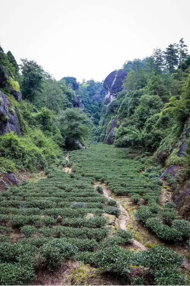 武夷山為什么盛產(chǎn)茶葉，武夷山茶為什么好喝？