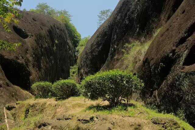 武夷山為什么盛產(chǎn)茶葉，武夷山茶為什么好喝？