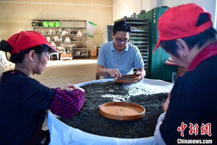 圖為張?jiān)涝谏a(chǎn)車間內(nèi)與工人一起查看茶葉品質(zhì)?！埍?攝
